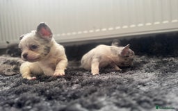 French Bulldog dogs for sale: French bulldogs - Image 15