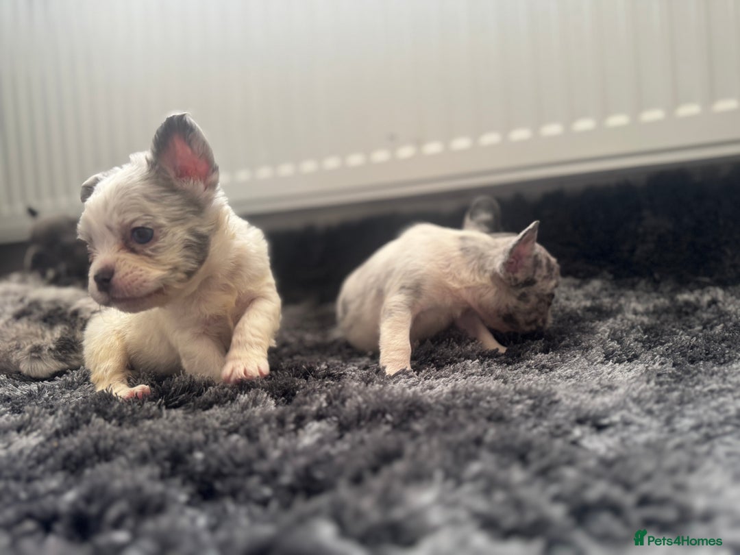 French Bulldog dogs for sale: French bulldogs - Image 15