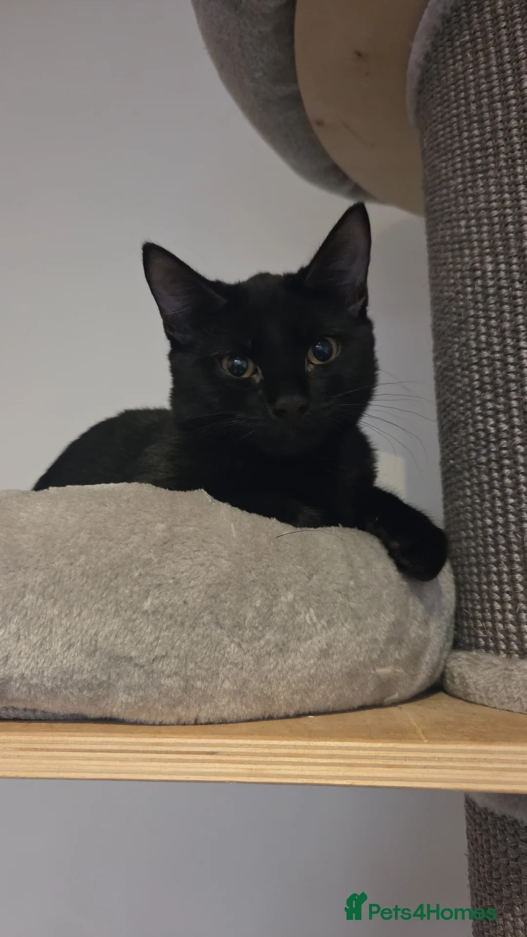 Mixed Breed cats for sale: Salem & skye (pair) £200 - Advert 5