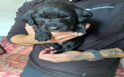 Mixed Breed dogs for sale: Beautiful pointer lab puppies!  - Image 36