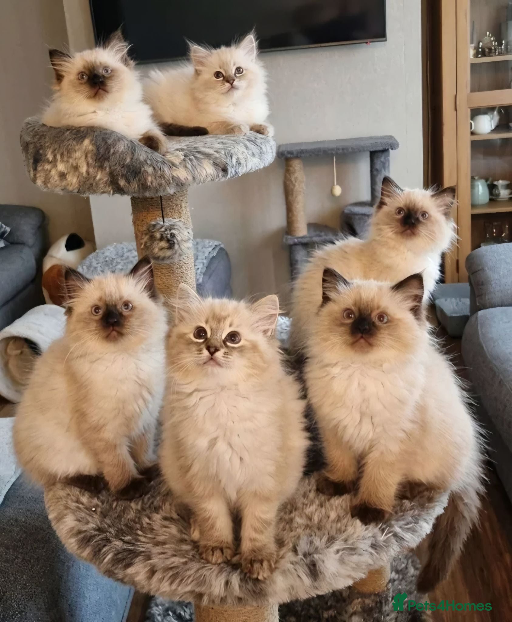 Ragdoll cats ‼️only 3 boys left ‼️ - Advert 5