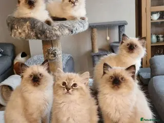 Ragdoll cats ‼️only 3 boys left ‼️ - Advert 5
