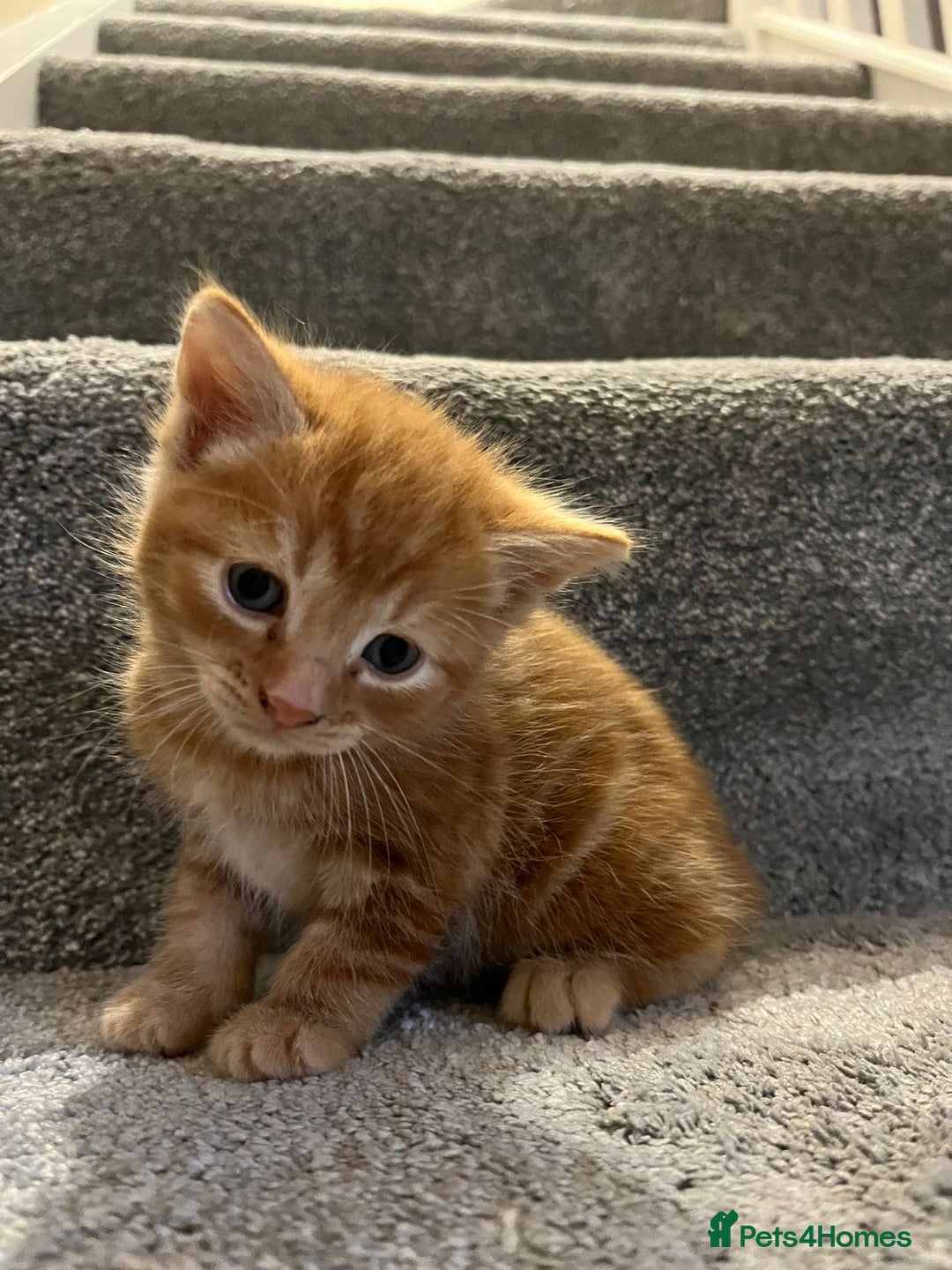 Mixed Breed cats for sale: Loving kittens - Advert 8