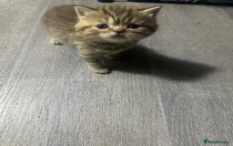 British Shorthair cats for sale: Beautiful litter of british shorthair kittens  - Image 17