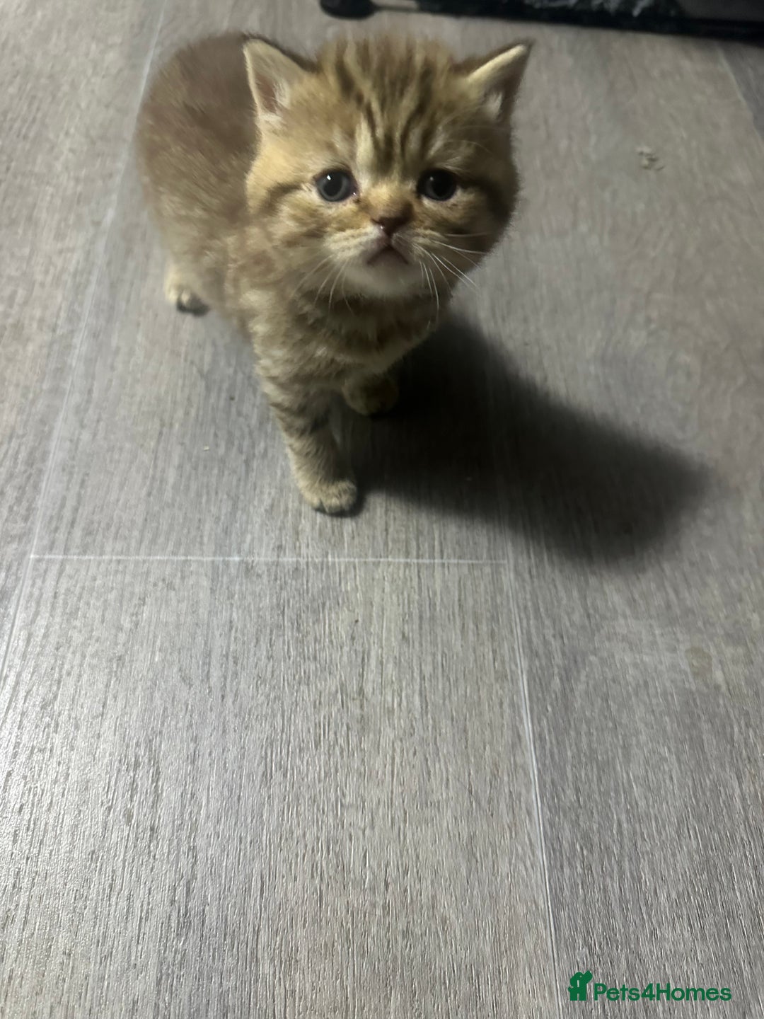 British Shorthair cats for sale: Beautiful litter of british shorthair kittens  - Image 17