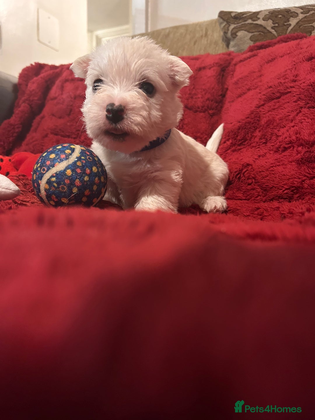 West Highland Terrier dogs for sale: West highland puppies - Advert 28