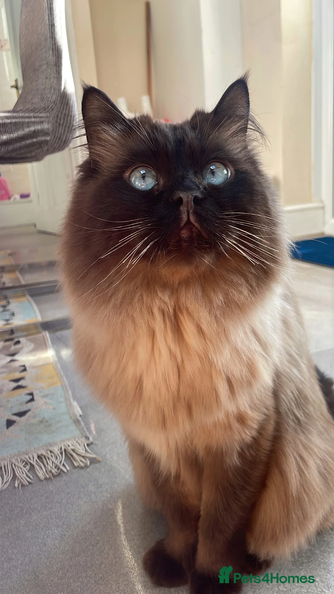 Mixed Breed cats for sale: Prince!  - Advert 1