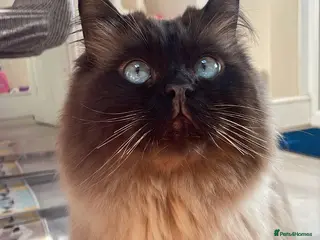 Mixed Breed cats Prince! - Advert 2