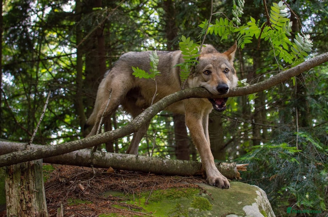 Saarloos Wolfdog dogs for sale: Rare Wolfdog Pups - Socialised & Highly Trainable - Image 39