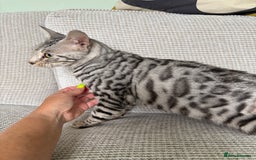 Toyger cats for sale: Superb rare silver Toyger girl  - Image 4