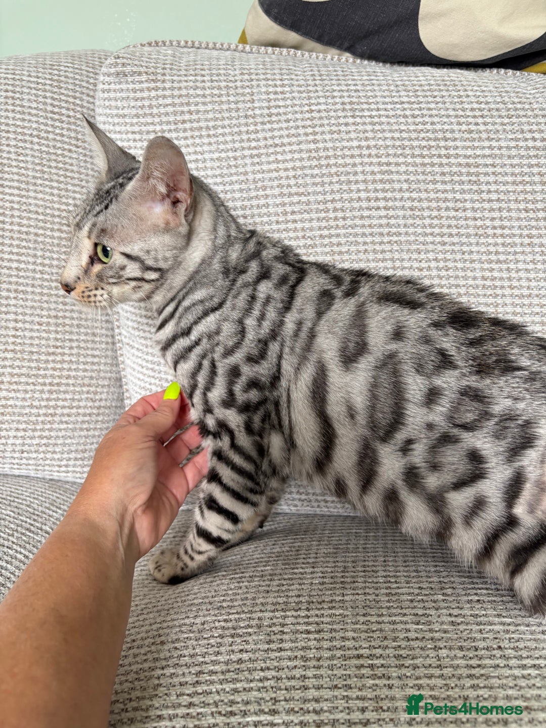 Toyger cats for sale: Superb rare silver Toyger girl  - Image 4
