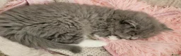 British Longhair cats for sale: Stunning British Longhair Kittens  - Advert 6