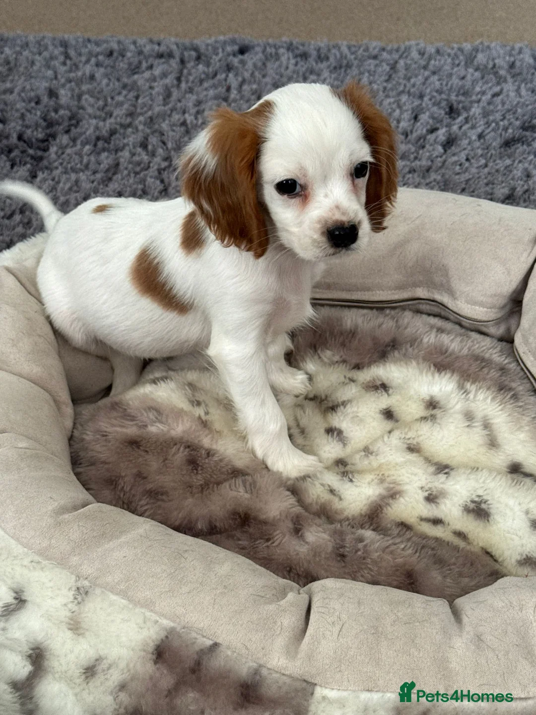 Cocker Spaniel dogs for sale: Cocker puppy in Aylesbury - Advert 2