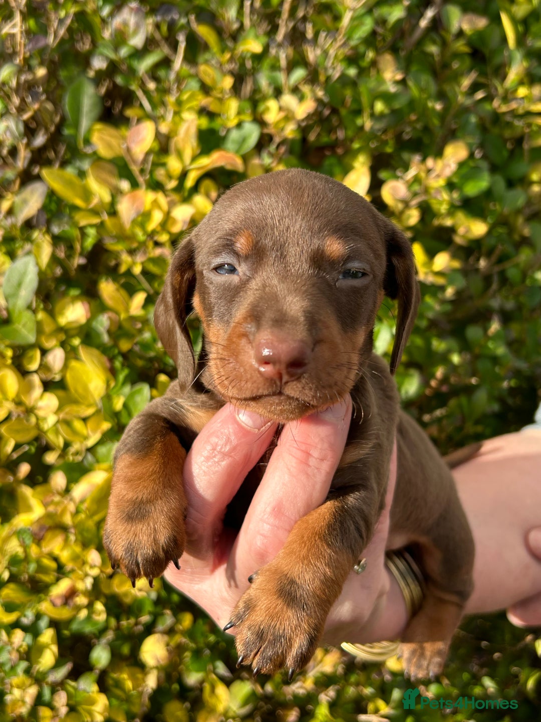 Miniature Dachshund dogs for sale: Kc reg mini dachshunds - Image 13