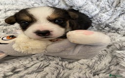 Welsh Corgi Cardigan dogs for sale: WELSH CARDIGAN CORGI BABIES FROM 5 ⭐ LICENSED HOME - Image 18