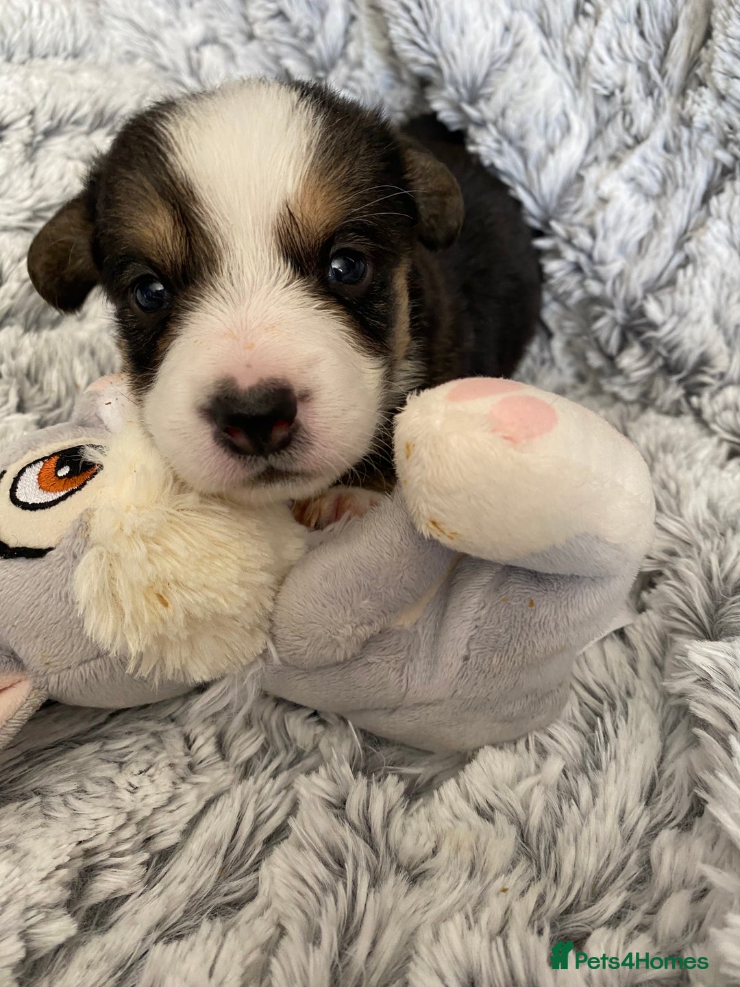 Welsh Corgi Cardigan dogs for sale: WELSH CARDIGAN CORGI BABIES FROM 5 ⭐ LICENSED HOME - Image 18
