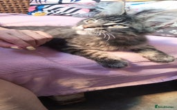 Maine Coon cats for sale: Maine coon purebred pedigre xl in Barnsley - Image 29