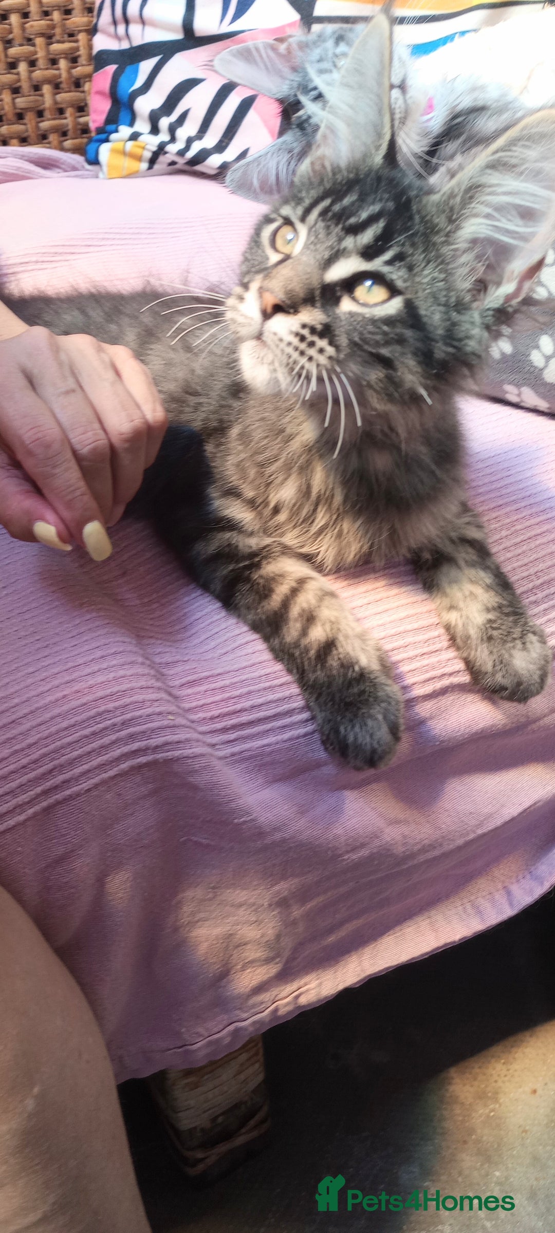 Maine Coon cats for sale: Maine coon purebred pedigre xl in Barnsley - Image 29
