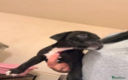Cane Corso dogs for sale: Cane Corso puppies - Image 16