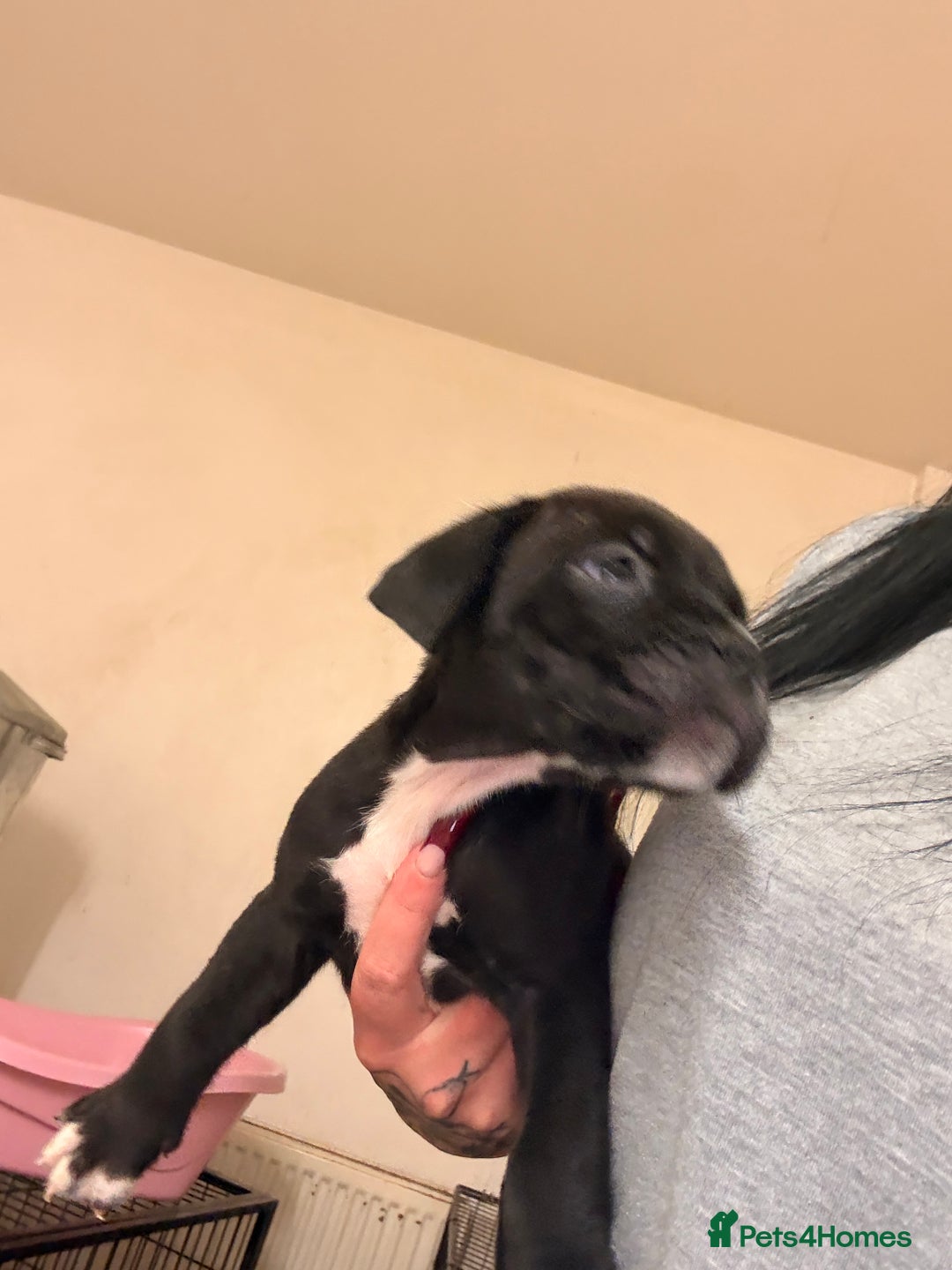 Cane Corso dogs for sale: Cane Corso puppies - Image 16