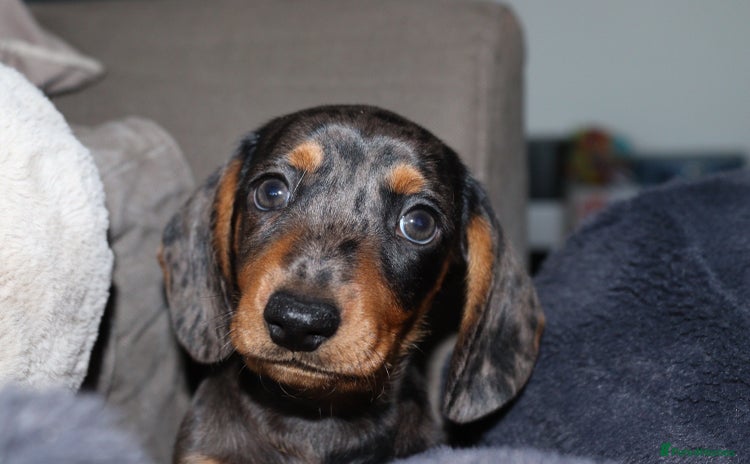 Miniature Dachshund dogs for sale - Advert 1