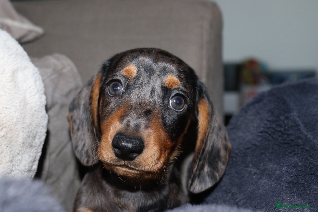 Miniature Dachshund dogs for sale: Stunning Miniature dachshunds  - Image 1