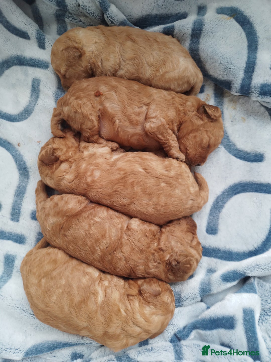 Toy Poodle dogs for sale: Pedigree toy poodles - Image 1
