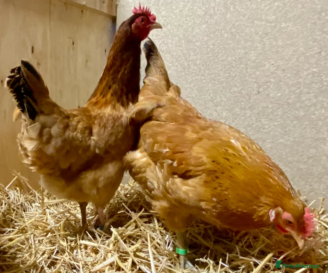 Chickens poultry for sale: Rhode Island Red x Light Sussex POL - Advert 5