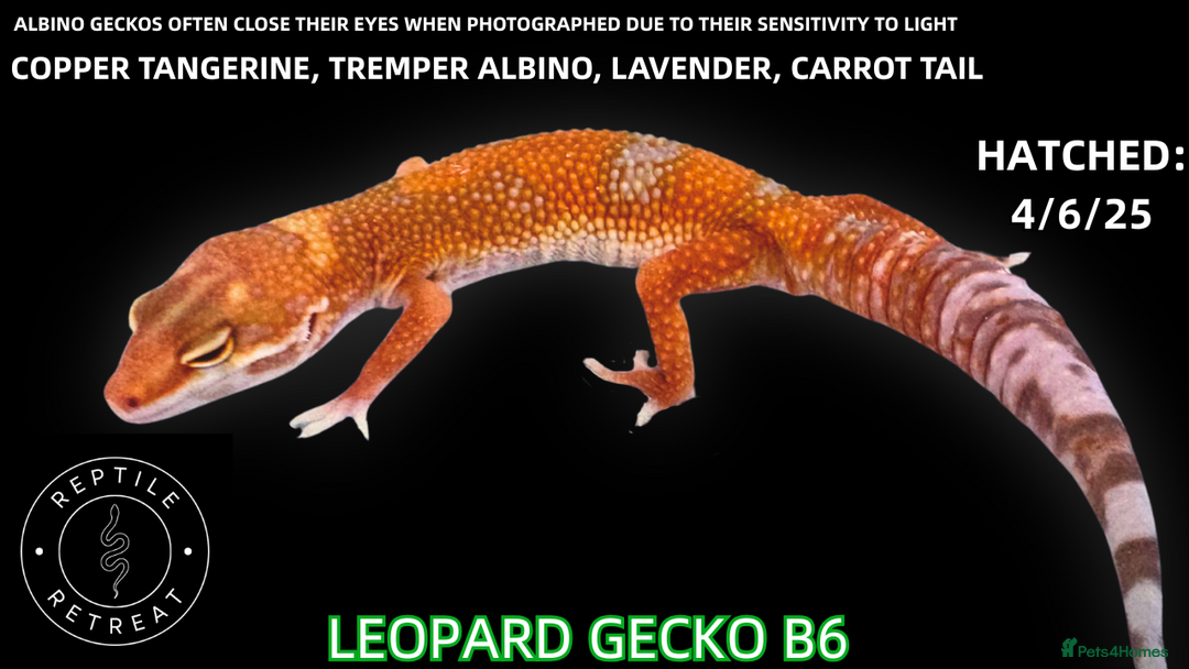 Leopard Gecko reptiles for sale: LEOPARD GECKOS AVAILABLE!! - NEW BABIES!  in Swadlincote - Image 7