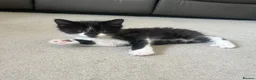Maine Coon cats for sale: Grey Maine coon - Advert 3
