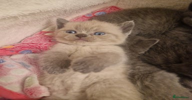 British Shorthair cats - Advert 14