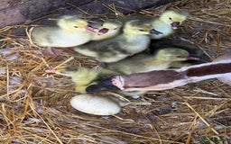 Geese poultry for sale: 6 weeks old mixed geese  - Image 4