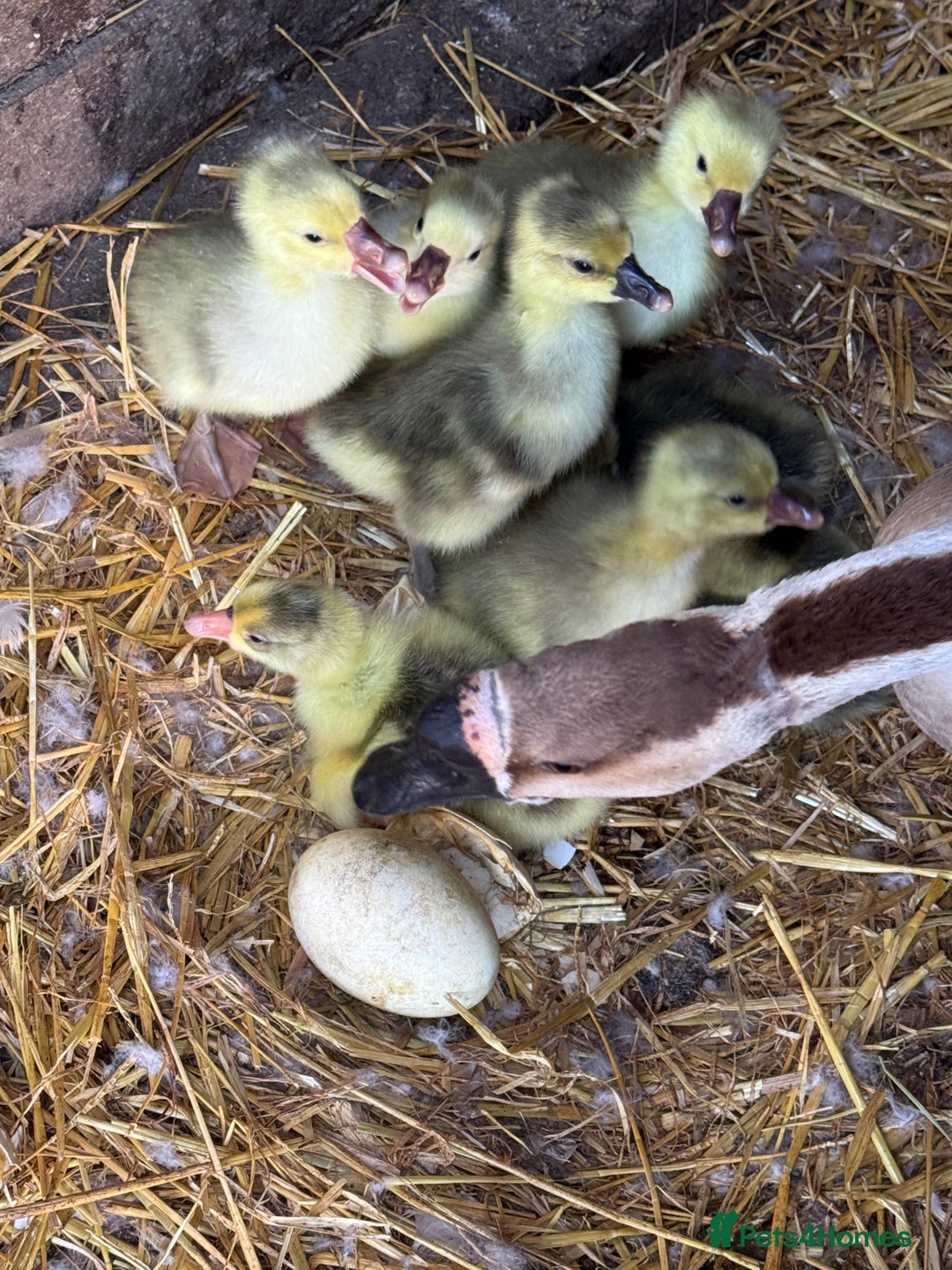 Geese poultry for sale: 6 weeks old mixed geese  - Image 4