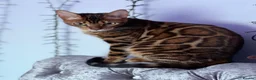 Bengal cats for sale: Beautiful Female Cat🥰🥰🥰🥰🥰 - Advert 6