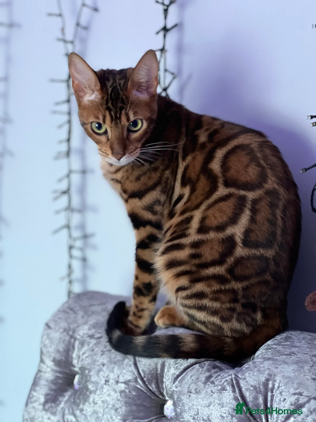 Bengal cats for sale: Beautiful Female Cat🥰🥰🥰🥰🥰 - Advert 6