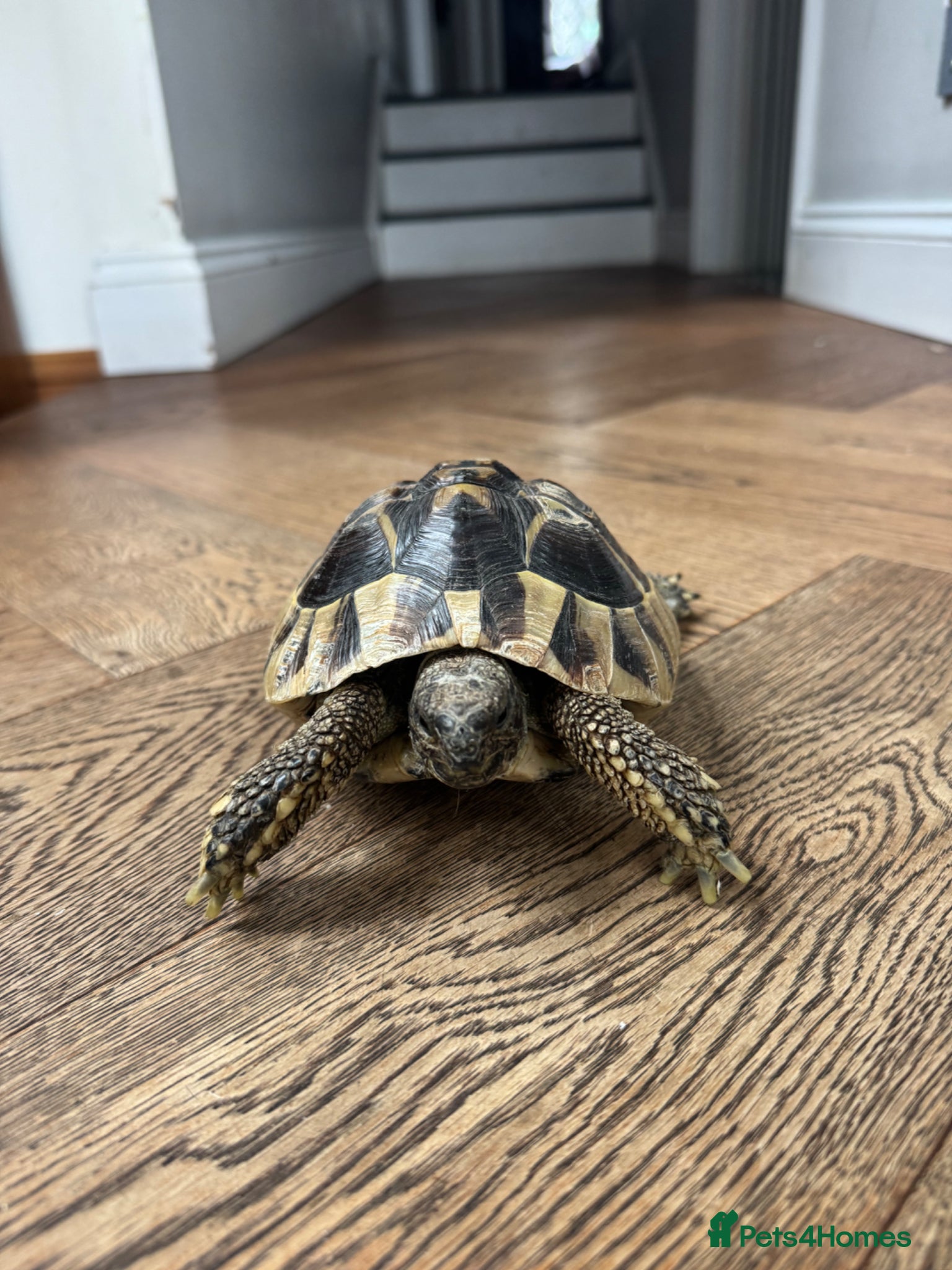 Tortoise reptiles Tiptoe the Hermanns Tortoise - Advert 1