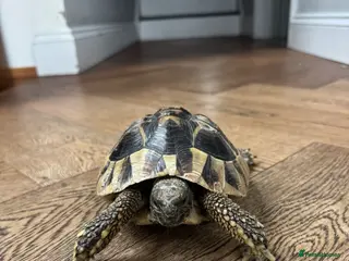 Tortoise reptiles Tiptoe the Hermanns Tortoise - Advert 1