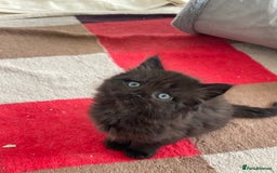 British Longhair cats for sale: British longhair kitten  - Image 4