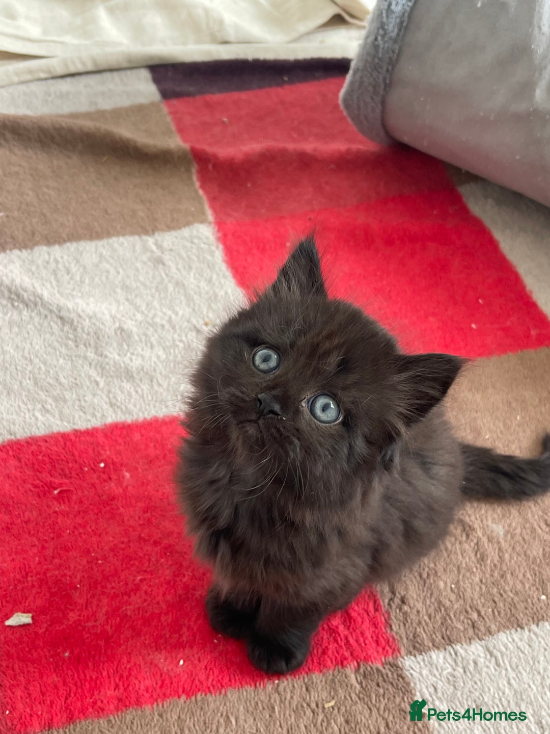 British Longhair cats for sale: British longhair kitten  - Image 4