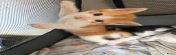 Mixed Breed cats for sale: Beautiful kittens  - Advert 6