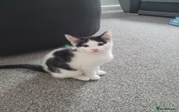 Minskin cats for sale: Two female kittens  - Image 6