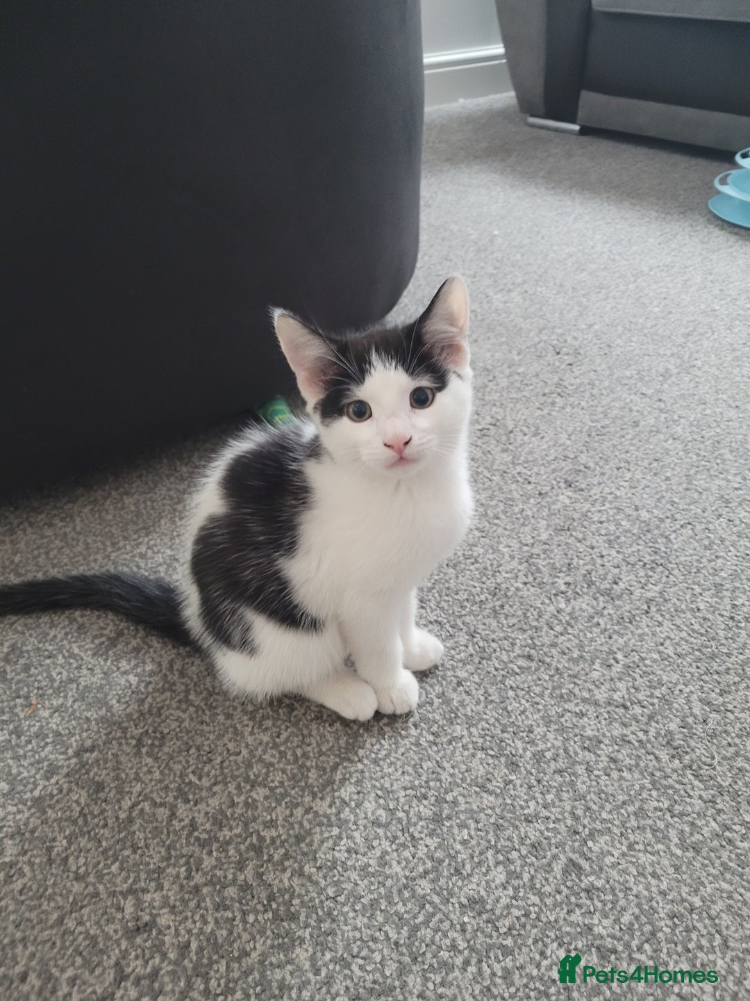 Minskin cats for sale: Two female kittens  - Image 6