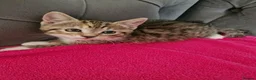 Mixed Breed cats for sale: 5 gorgeous kittens - Advert 5