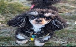 Toy Poodle dogs for sale: Gorgeous Toy Poodle Puppies - Advert 4