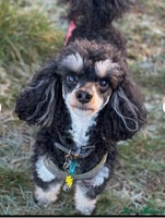 Toy Poodle dogs Stunning Toy Poodle Puppies - Advert 2