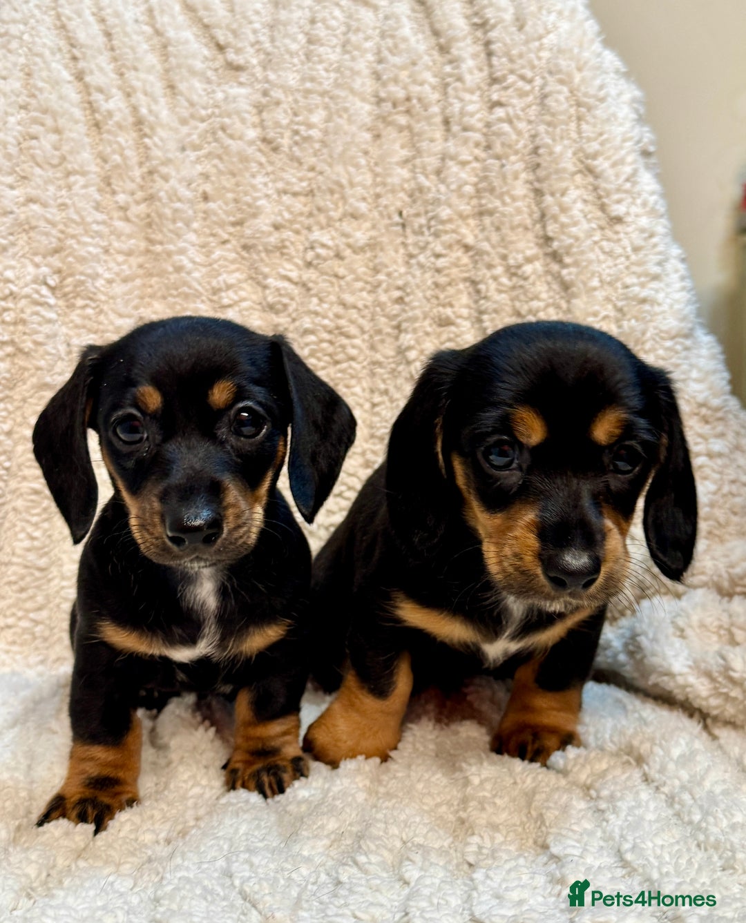 Miniature Dachshund dogs for sale: Mini dachshund puppies KC registered, DNA tested - Advert 9