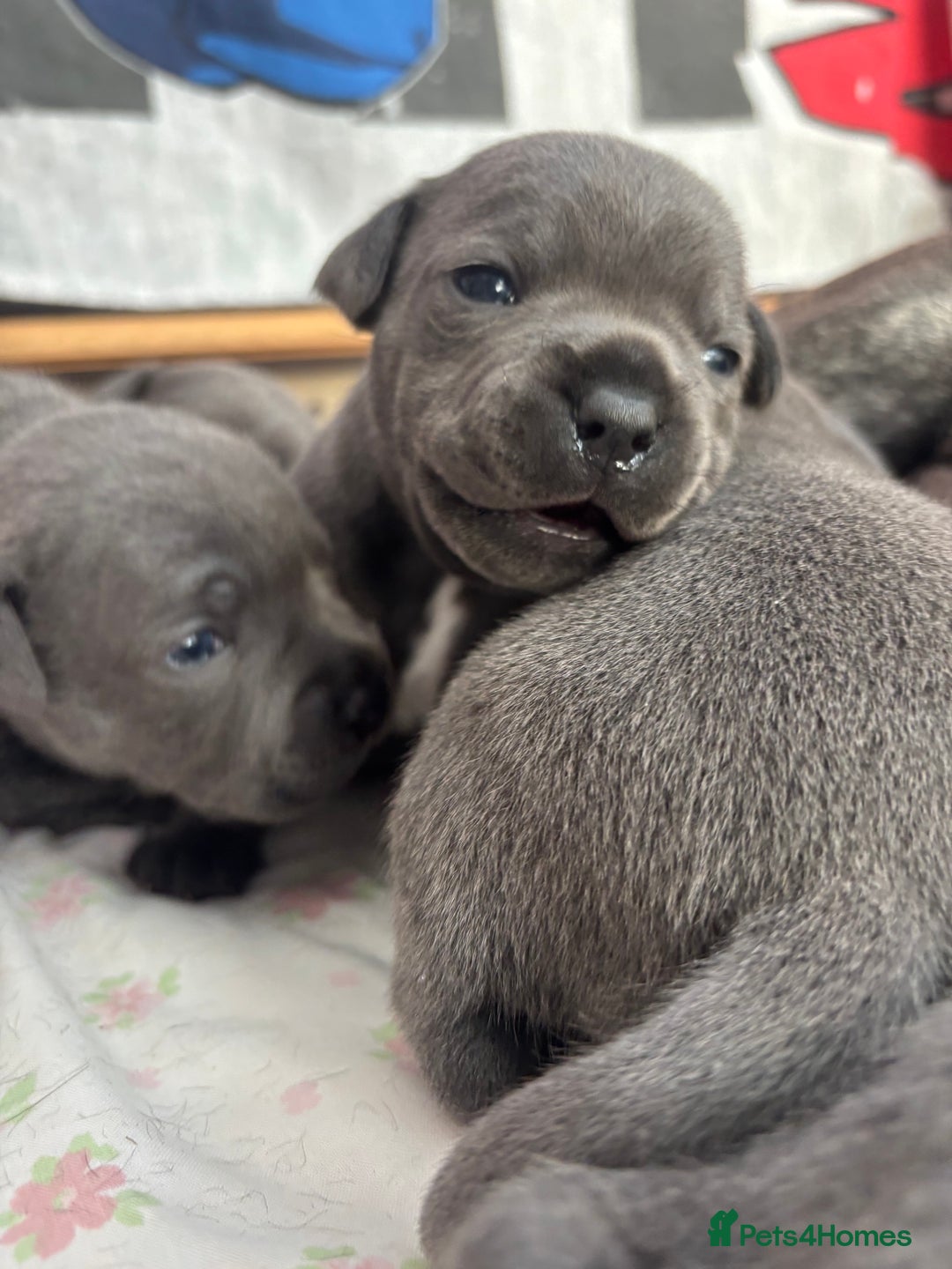 Staffordshire Bull Terrier dogs for sale: KC Registered Blue Staffordshire bull terrier - Image 16