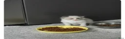 Ragdoll cats for sale: Boy Ragdoll Bicolor  - Advert 10