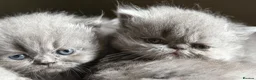 Persian cats for sale: Beautiful Persian kittens  - Advert 19