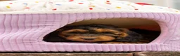 Cockapoo dogs for sale: 🐶 Cockerpoo Puppies – Loving Forever Homes 🐶 - Advert 9